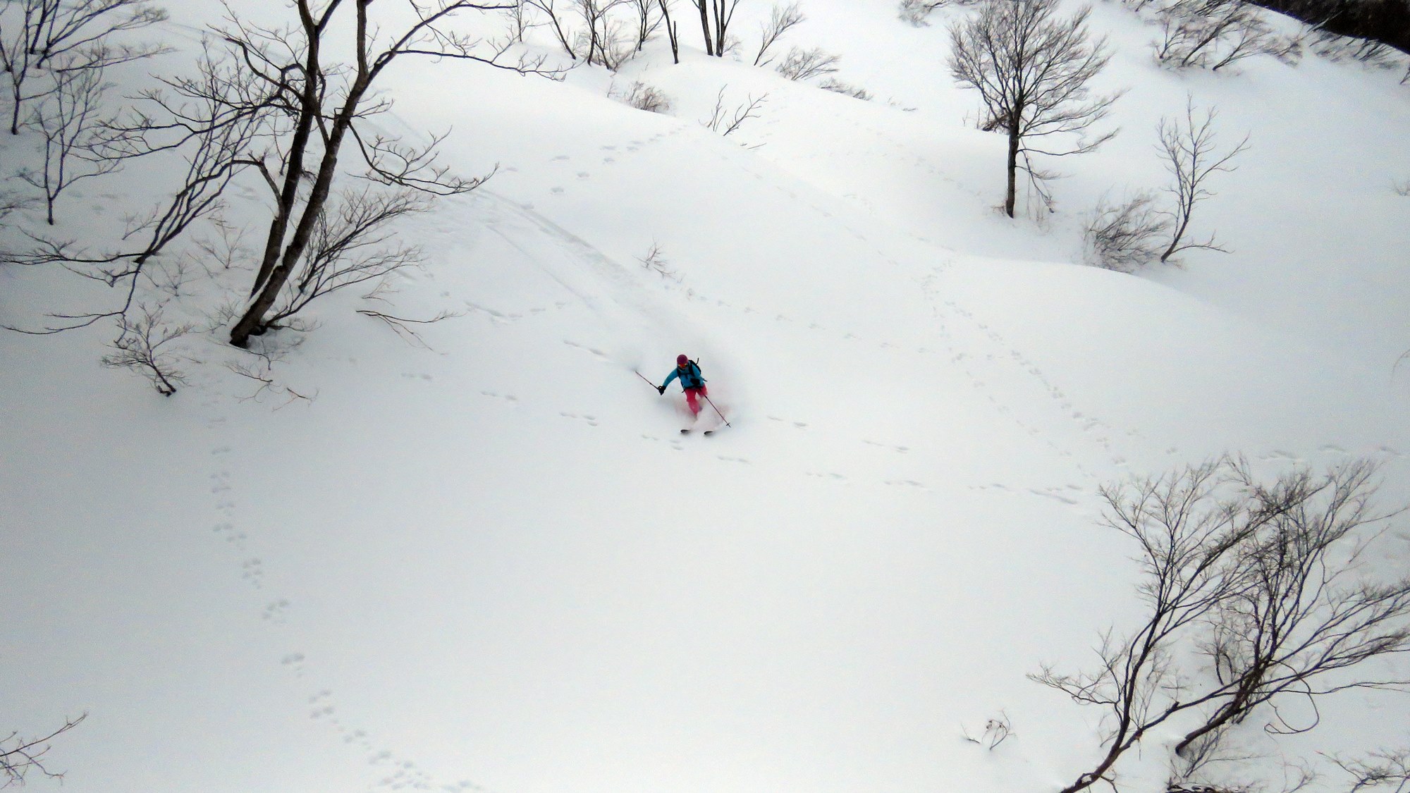 Animal tracks far outweighing the powder hound tracks