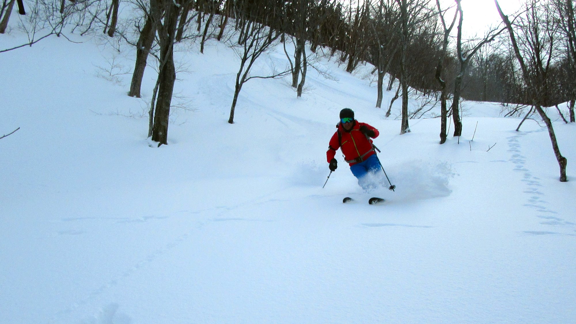 Animal tracks far outweighing the powder hound tracks