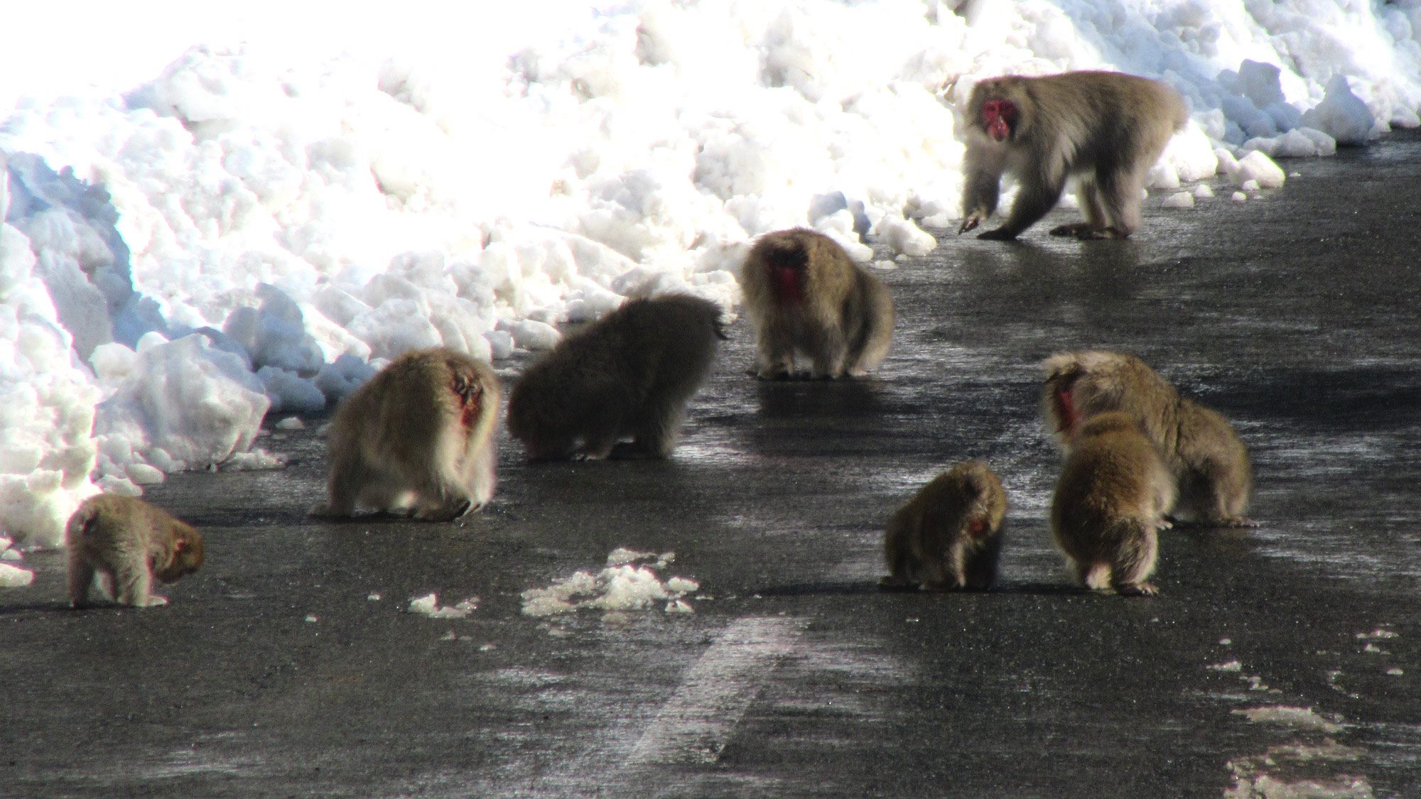 Snow monkeys just hanging around