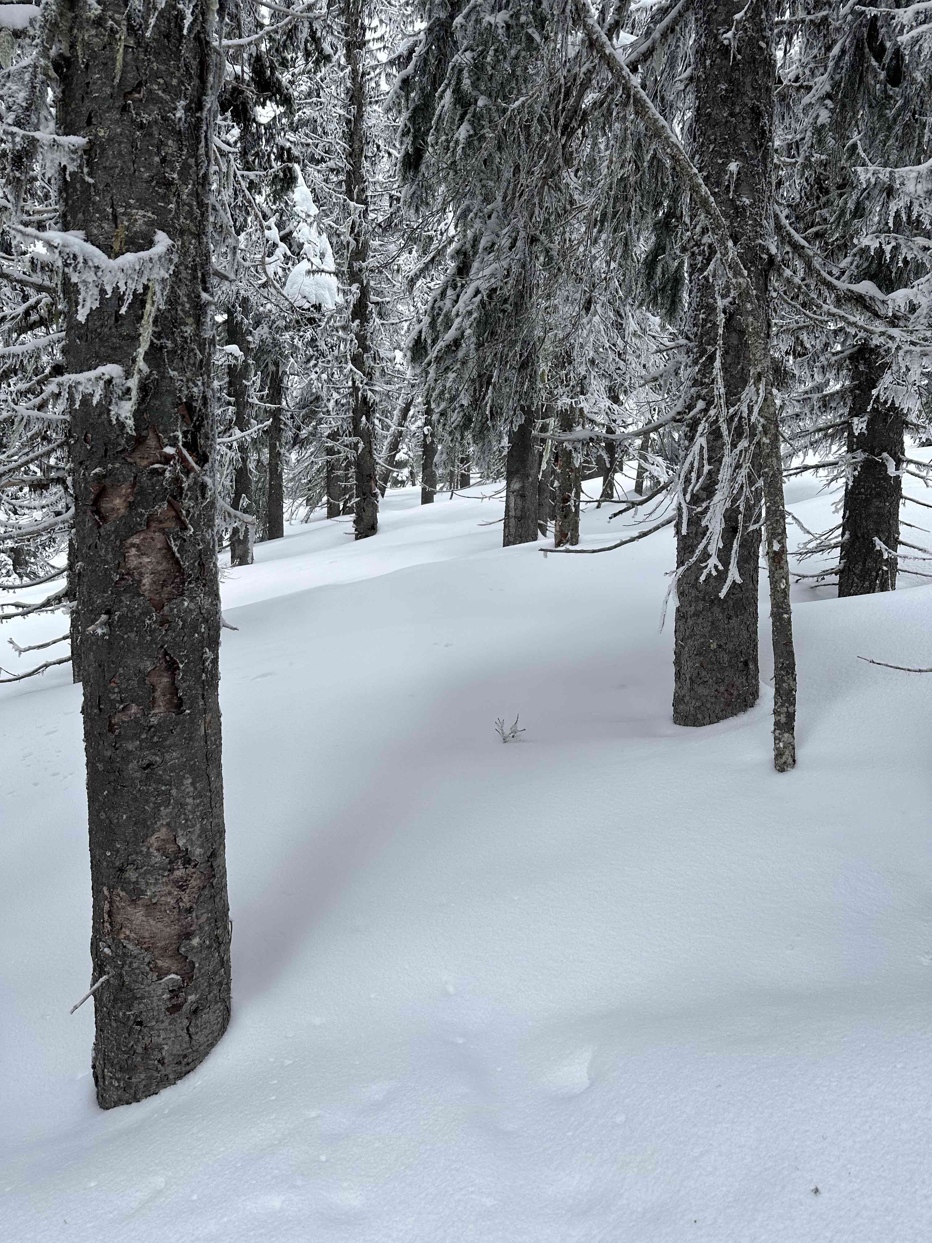 Some nicely spaced trees