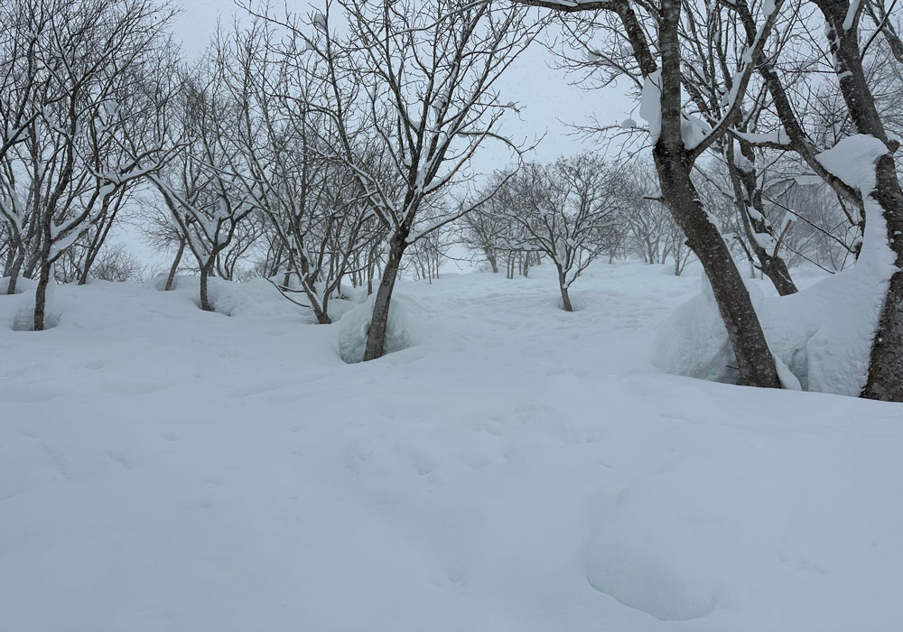 Big chunks in the trees