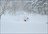 Freeride Skiing Hokkaido